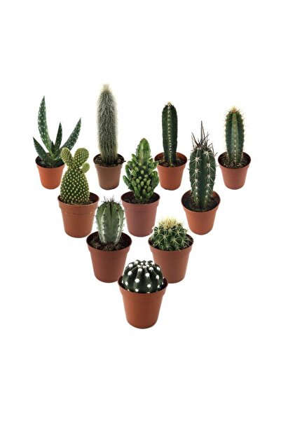 Betonish 10 Adet Karışık Kaktüs