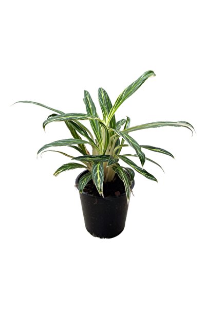 Betonish Aglaonema 'Zebra Feathers' (Çin Herdemyeşili)