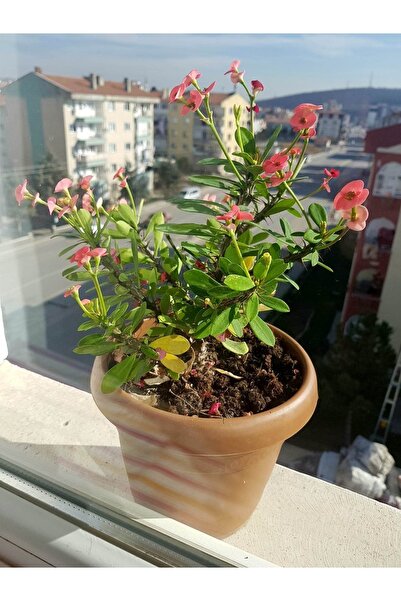 AradığınBurada Dikenler Tacı Çiçeği Pembe