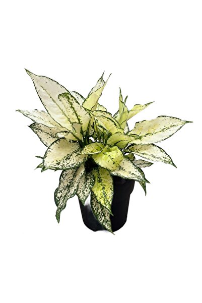 Betonish Aglaonema 'white Kiwi' (ÇİN HERDEMYEŞİLİ)