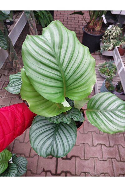 PLANT Calathea Orbifolio / Dua Çiçeği