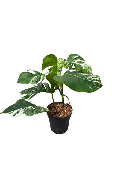 Betonish Monstera Deliciosa 'Albo Variegata' (Deve Tabanı)