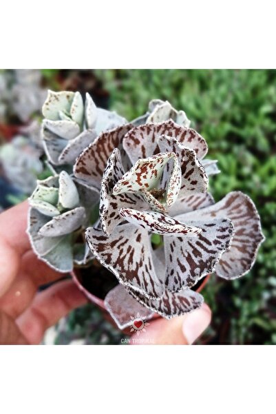 cantropikal Kalanchoe Rhombopilosa - Sukulent