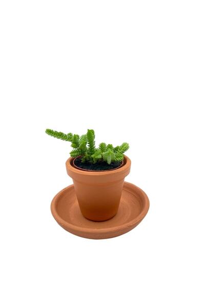 NADİR KAKTÜS Crassula Muscosa Sukulent Toprak Saksılı