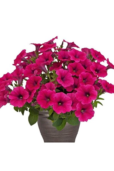 YAĞMUR BOTANİK Petunya Fidesi Koyu Pembe Saksılı 10-20 Cm