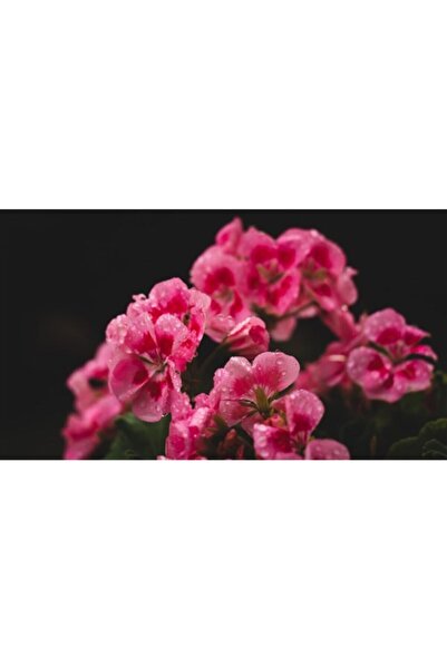 pearlexoticseed Akşam Sefası Tohumu Pembe 5 Adet