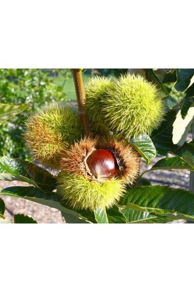 BURSATARIM Bouche De Betizac Kestane Fidanı