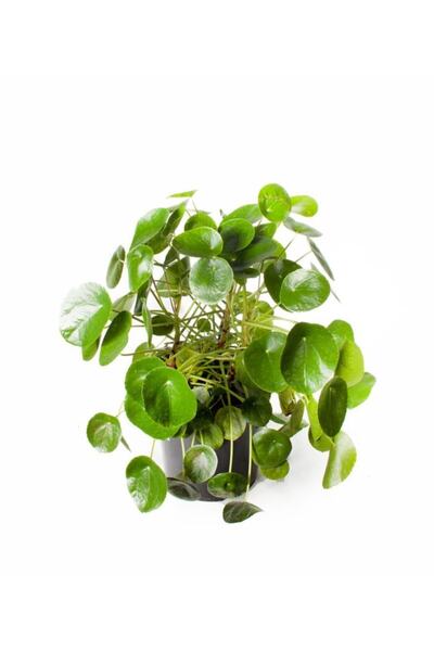 Cemre Garden Pilea Peperomioides - Çin Para Ağacı - Ev Ofis Salon Iç Mekan Bi...