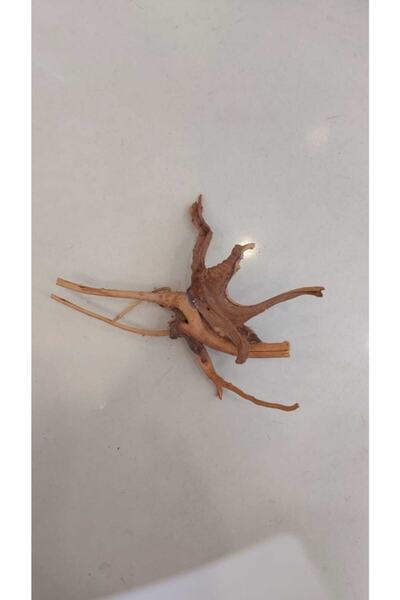 Discover Yatı Kökü