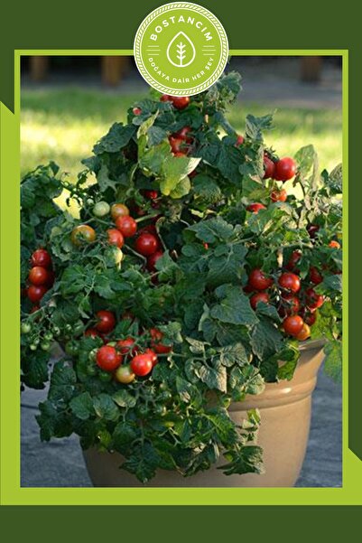 bostancım Bodur Cherry Domates Tohumu (30 ADET)