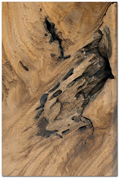 Cakatablo Ahşap Tablo Ağaç Kütüğü Detay Yakın Çekim (35x50 Cm Boyut)