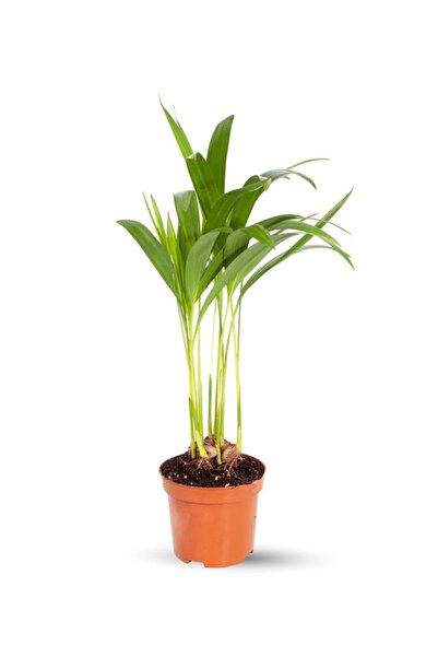 Genel Markalar Mini Areka - Dypsis Lutescens 30 Cm