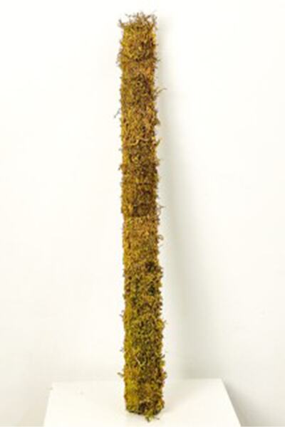 bitkicim Bitki Destek Çubuğu 3'lü Set 60cm-100cm-140cm (YOSUN SOPASI) Yeşil