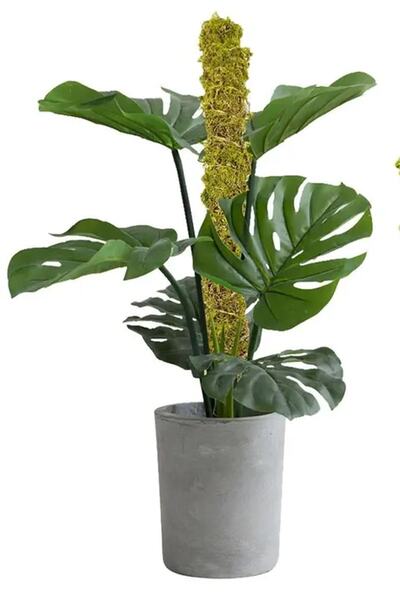 bitkicim Bitki Destek Çubuğu 3'lü Set 60cm-100cm-140cm (YOSUN SOPASI) Yeşil