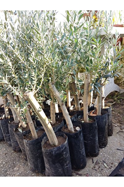Akbaş Fidan Kalın Gövdeli Gemlik Zeytin Fidanı (1 Yaşında)