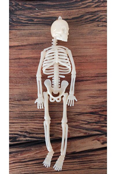 Hureggo يمكن تركيب نموذج الهيكل العظمي الفوسفوري الكريمي وسلسلة المفاتيح