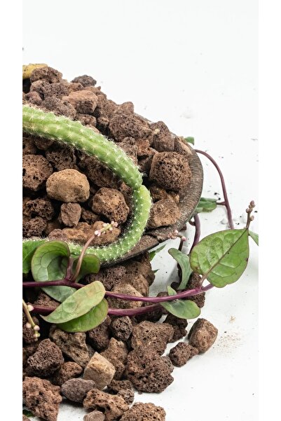 Asenya Pomza Taşı 1 Lt Kaktüs Sukulent Için Uygun Lav Taşı Volkanik Cüruf