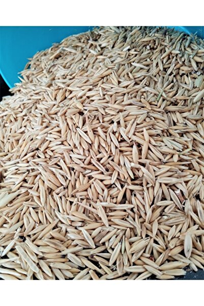 Asenya 3 Lü Set 500 Gr Buğday Tohumu + 500 Gr Tane Arpa Tohumu + 500 Gr Yulaf Tohumu