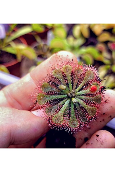 mobuflora Drosera Spatulata Güneş Gülü Etobur Bitki Yetişkin Boy 5,5 Cm Saksıda