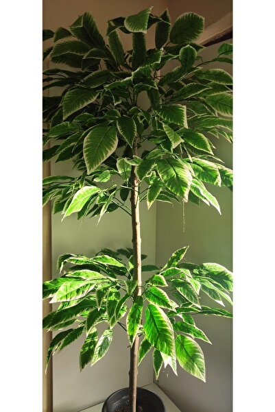 RUZGARCİCEK Rüzgar Çiçekcilik 180 Cm Yeşil Beyaz Ceviz Ağacı