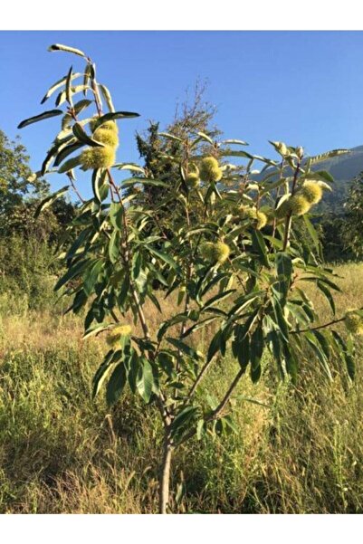 Daglioglu Fidancilik Maraval Kestane Fidanı