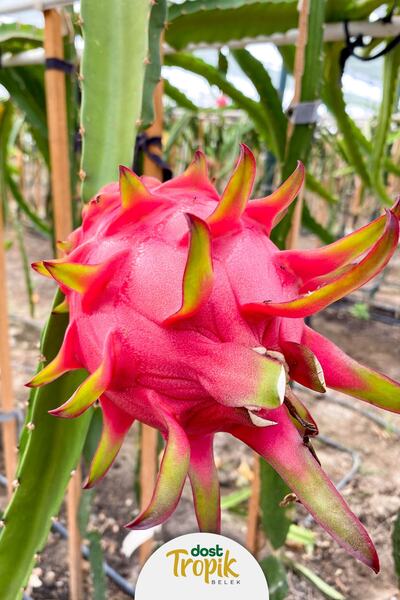 Dost Tropik Belek | Ejder Meyvesi - Pitaya Meyvesi - Dragon Fruit 1 Kilogram (1KG)