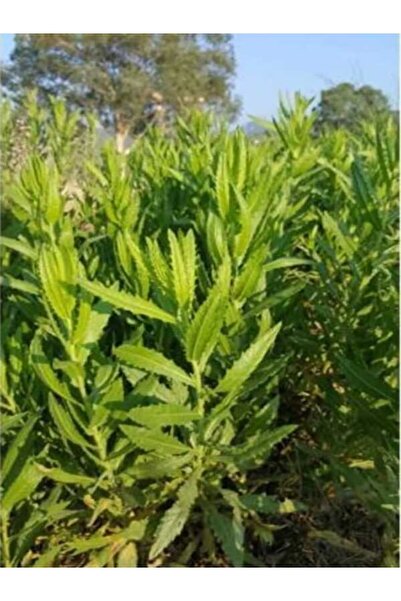 Genel Markalar Yapışkan Andız Otu 210gr.