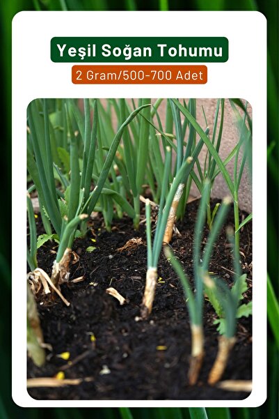 3A BOTANİK Yeşil Soğan Tohumu, Gevrek Ve Uzun Yapılı, 2 Gram/500-700 Adet Tohum