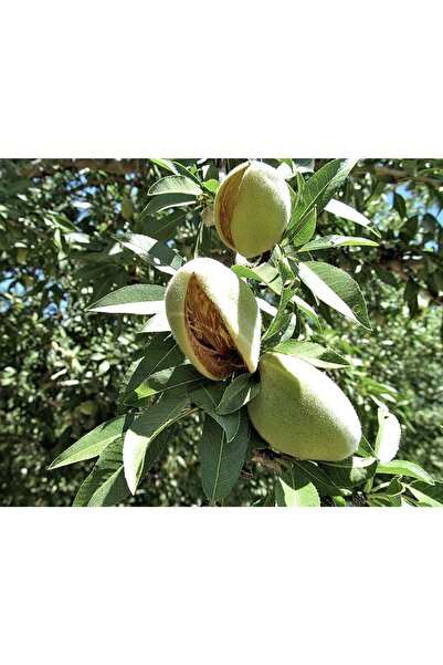 Fidan & Peyzaj - Non-pareil Badem Fidanı (140 - 150 CM. BOY. / SEÇKİN ÇEŞİT /...