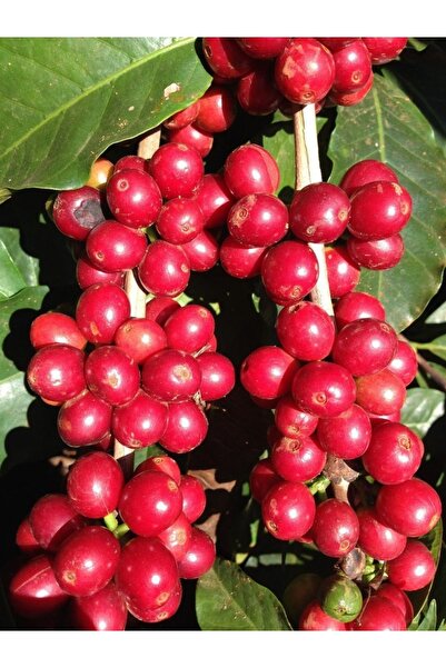 ŞİFAGIDA Kahve Fidanı Kahve Fidesi Kahve Ağacı Coffea Arabica 2adet