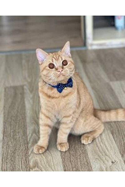 Genel Markalar Sayılarla Boyama Seti Çerçeveli Kasnaklı Süslü Kedi 40x50 Cm