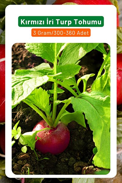 3A BOTANİK Kırmızı Iri Turp Tohumu, Yerli Ve Sürdürülebilir Tohum