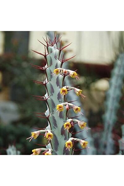 cantropikal Euphorbia Greenwayi - Kaktüs