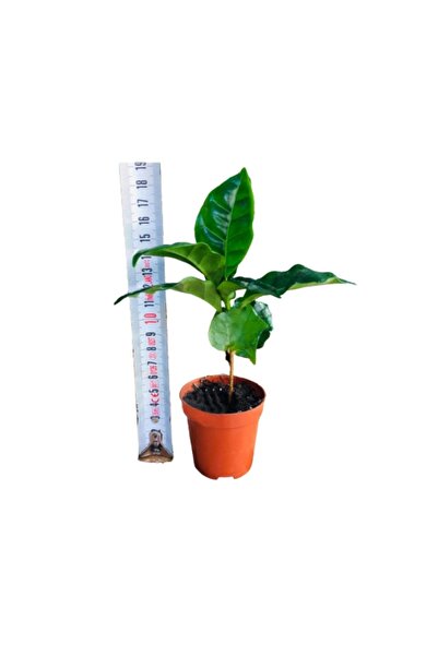ŞİFAGIDA Kahve Fidanı Kahve Fidesi Kahve Ağacı Coffea Arabica 2adet