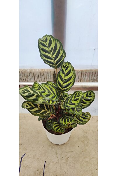 Ravza Çiçekçilik Calathea Makoyana - Tavus Kuşu Dua Çiçeği Xl - Ev Ofis Salon...