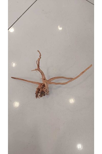 Discover Yatı Kökü