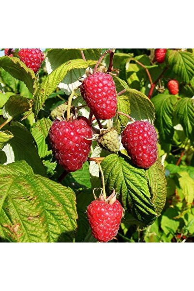 BURSATARIM Polka Ahududu Fidanı