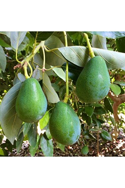 Avakado 3 Adet Mersin Anamur