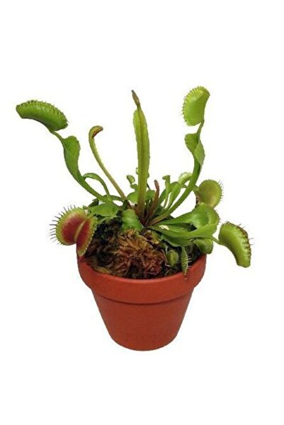 Serdar Çam Tohumculuk Nadir Ithal Venus Fly Trap Etobur Tohumu Sinek Kapan To...
