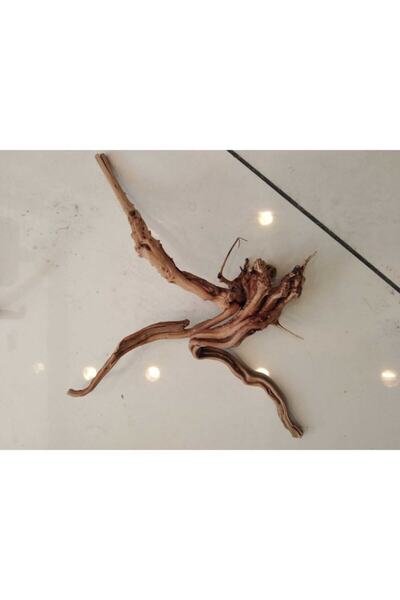 Discover Yatı Kökü