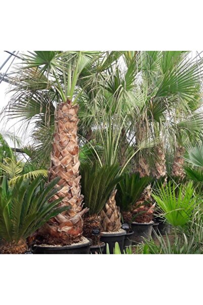 Ekodoğa Palmiye Tohumu 50 Adet Palmiye Ağacı Tohumu Washingtonia Filifera Süs Bitkileri Tohumları