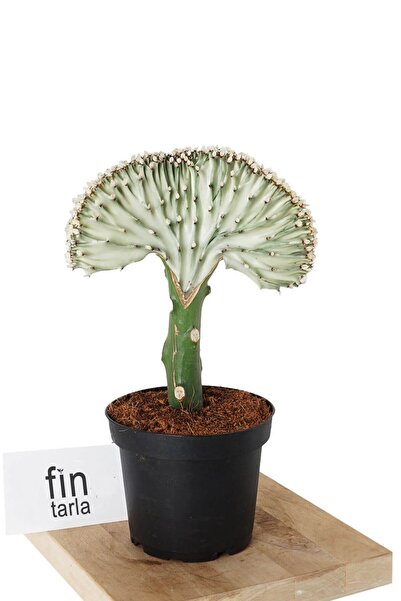 Fintarla Euphorbia Lactea Cristata Aşılı Kaktüs