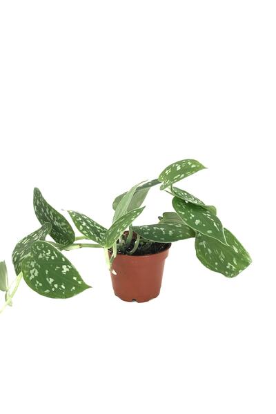Betonish Scindapsus Pictus 'Argyraeus' (Potos Sarmaşığı)