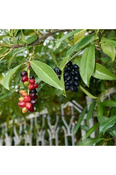 Daglioglu Fidancilik Karayemiş Fidanı Tüplü