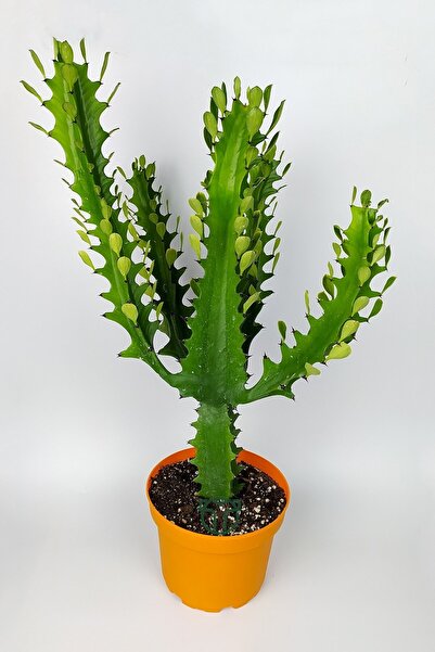 Toptan Kaktüs Süt Ağacı Kaktüsü Euphorbia Trigona Mint Cream 70 Cm Büyük Boy Yeşil Afrika Süt Kaktüsü