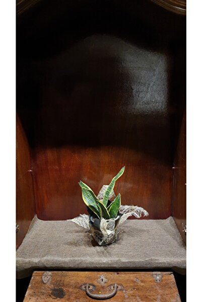 No57flowershop Paşa Kılıcı Sanseveria Hava Temizleyici Bodur Kılıç Çiçeği Bit...