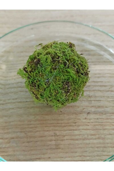 Akvaryum S Boy Wabikusa Ball - Bitkili Karides Teraryum - Paludaryum Için Haz...