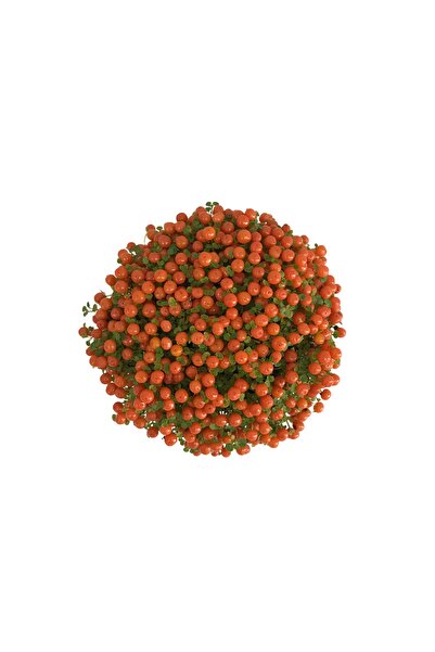 Betonish Nertera Granadensis 'portakal' (MERCAN BONCUĞU)