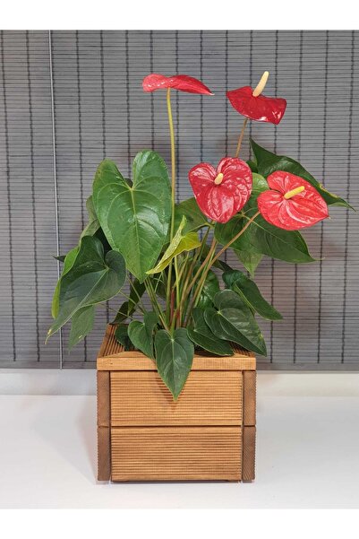 Bahçem Dekoratif Kare Ahşap Saksı 25x21cm 1.sınıf Ithal Çam Teak Iç Saksılı