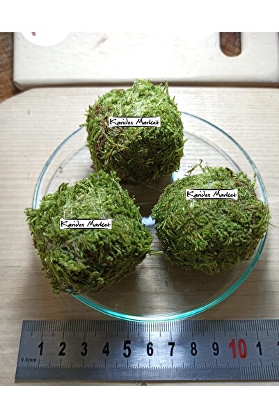 Akvaryum L Boy Wabikusa Ball - Bitkili Karides Teraryum - Paludaryum Için Haz...